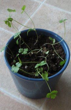 [IMG_1222sm.JPG]