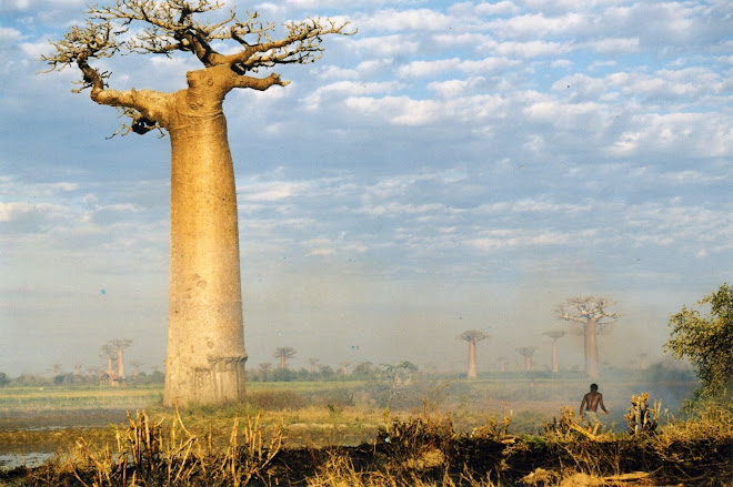 Inilah Daftar 5 Pohon Terunik di Dunia, Pohon Botol Baobab