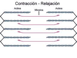 ACTINA Y MIOSINA EPUB DOWNLOAD ACTINA Y MIOSINA EPUB DOWNLOAD