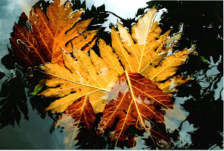 Golden sun autumn forest trees with golden yellow leaves landscape Art of the Day: October 2010