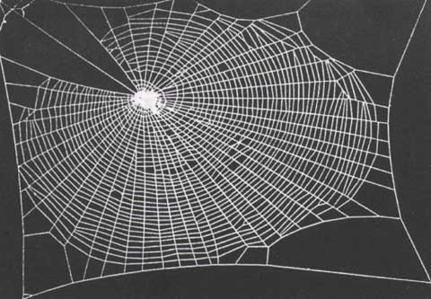 16a producer spider liked oh fine threads way
