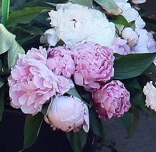 Pivoines en fête