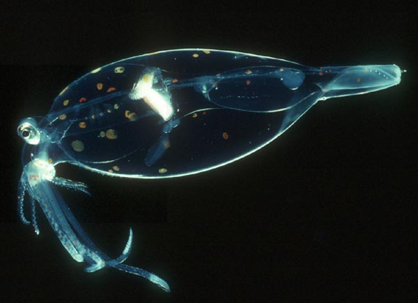 [chanchid_squid_600.jpg]