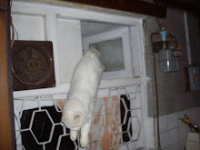 Evolving from "Doll-Faced Persian" to a "Leopard-faced Persian cat".Jumping from the "Kitchen ledge