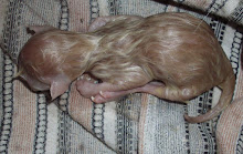 "Matata" just 1 hr after birth(Sunday 29-3-2009)