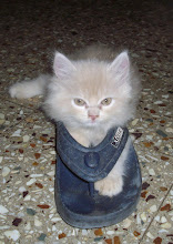 Kitten Matata in "Puss-N-the boots"