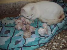 Queen cat "Matahari" with her 6 kittens.
