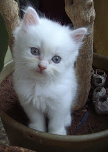 "Matata's" sibling, a cute poster card kitten