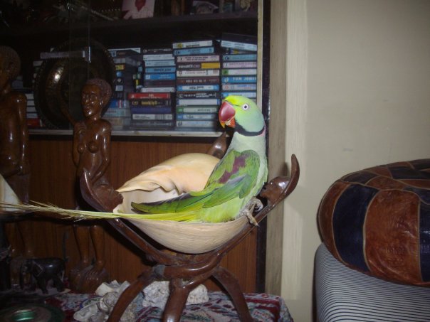 "Mittoo" the "Alexandrine parakeet model" at age 18.
