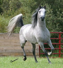 A photo of a horse that looks just like my Chico...
