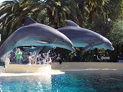 Mirage dolphins