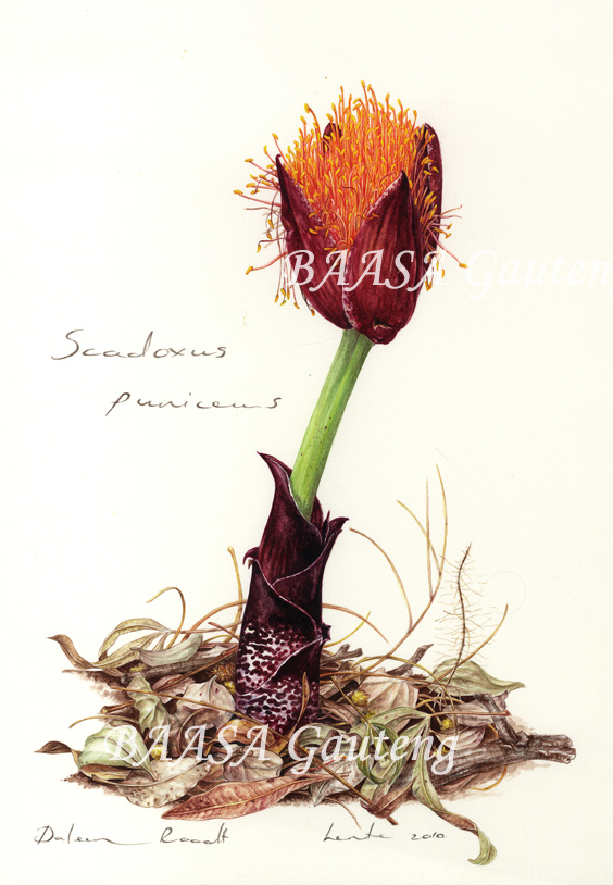 Botanical Artists Association of Southern Africa Artist of the Month