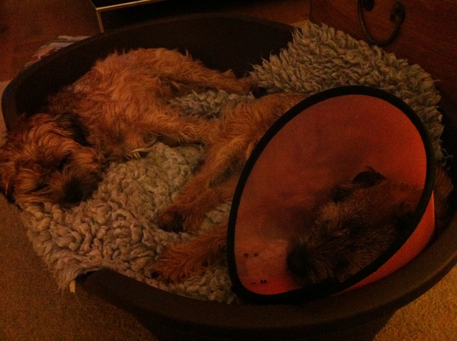 Marley & Lola's Border Terrier Life Two weeks of nuffing