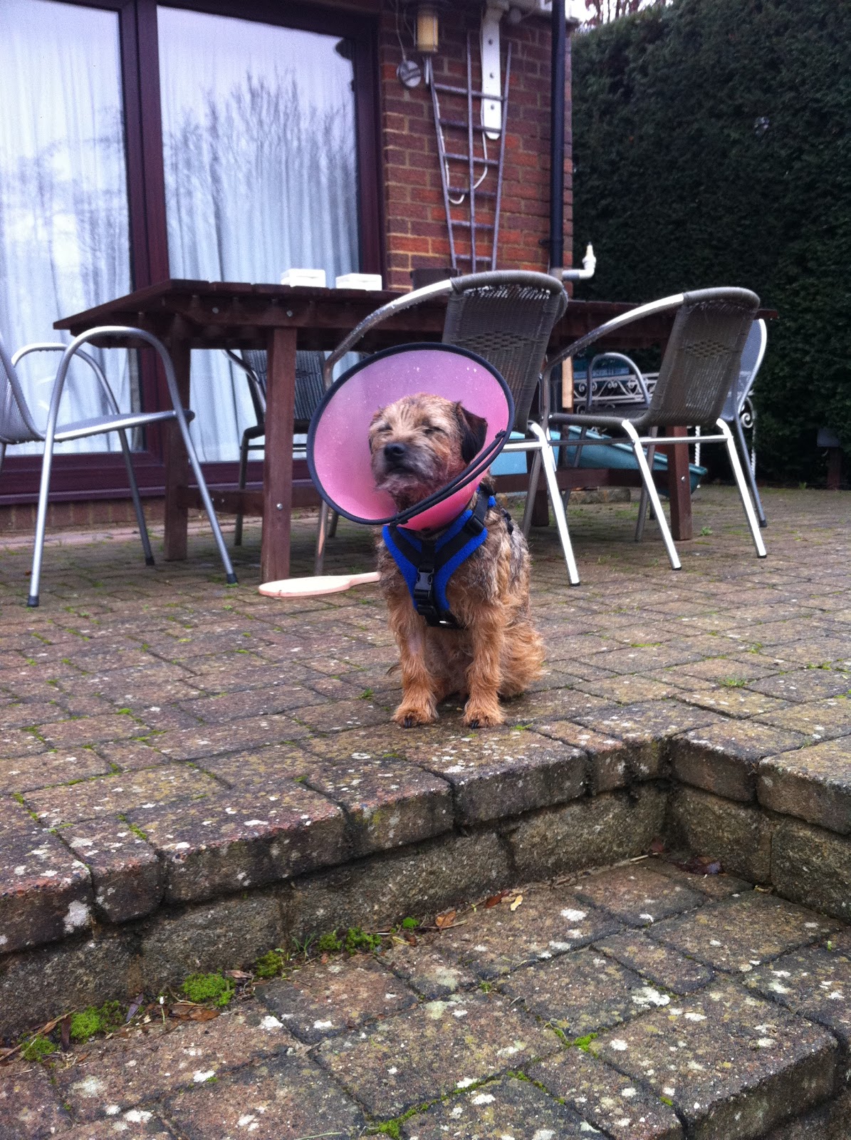 Marley & Lola's Border Terrier Life Two weeks of nuffing