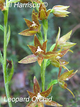 Leopard Orchid