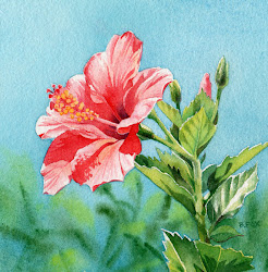 hibiscus painting watercolor flower tropical flowers