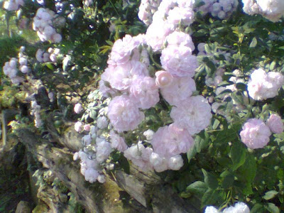 Rosa Multiflora Laure Davoust Rosa Multiflora, rose, rosaio, Laure Davoust
