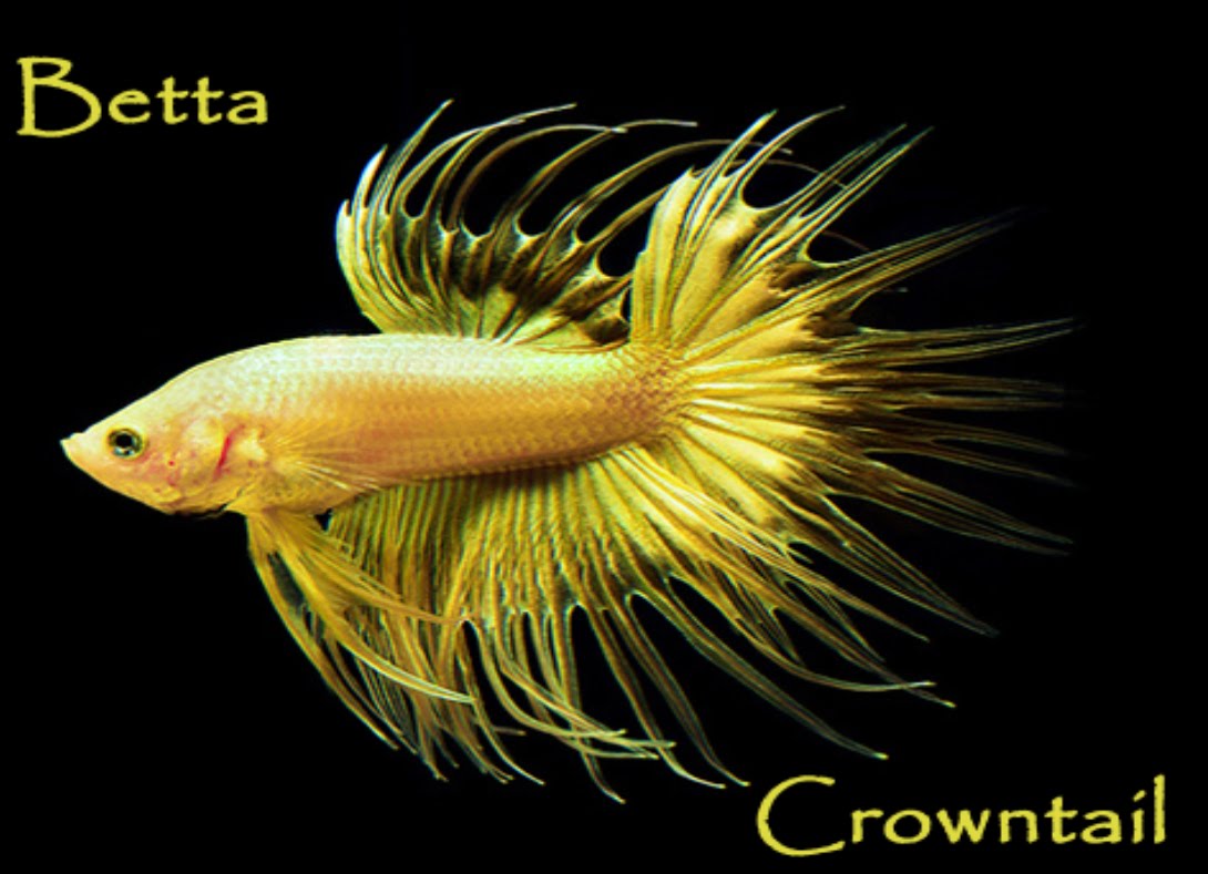 Betta Crowntail