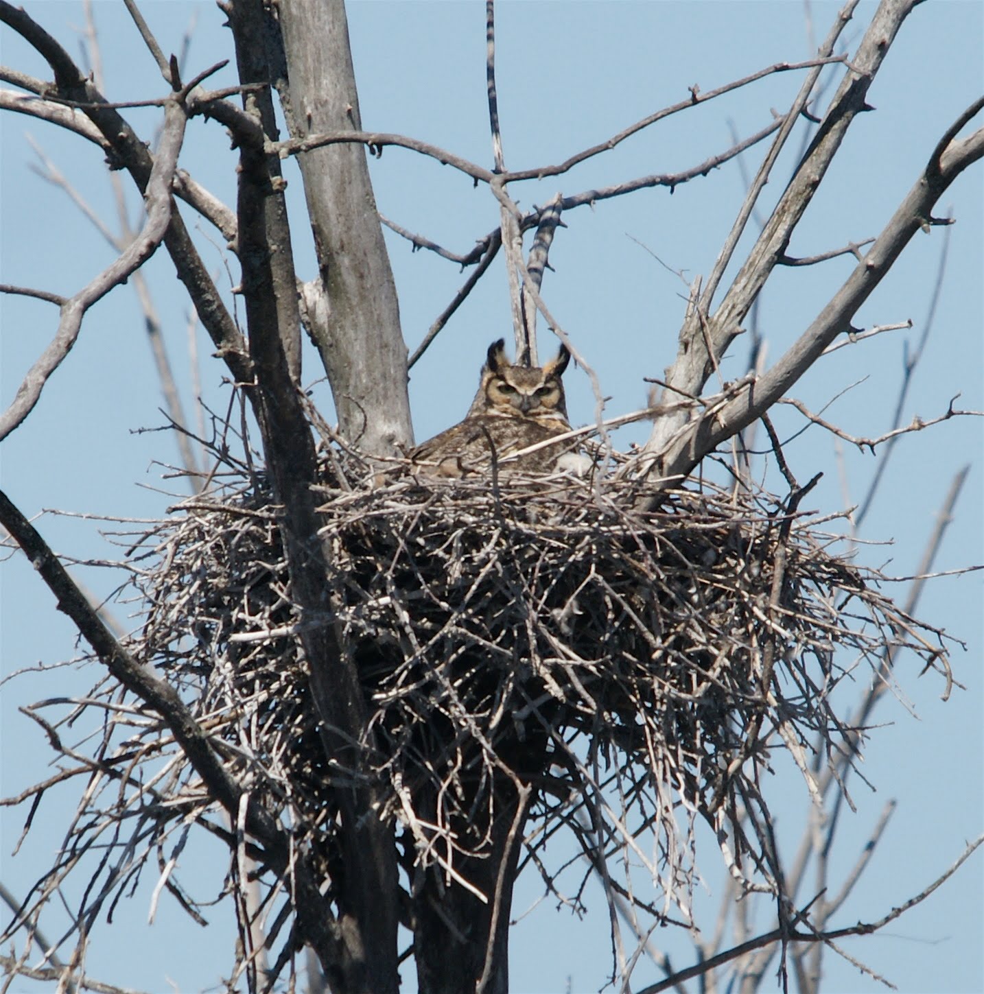 Nature Works Photography Great Horned Owl in Nest. April,18/10