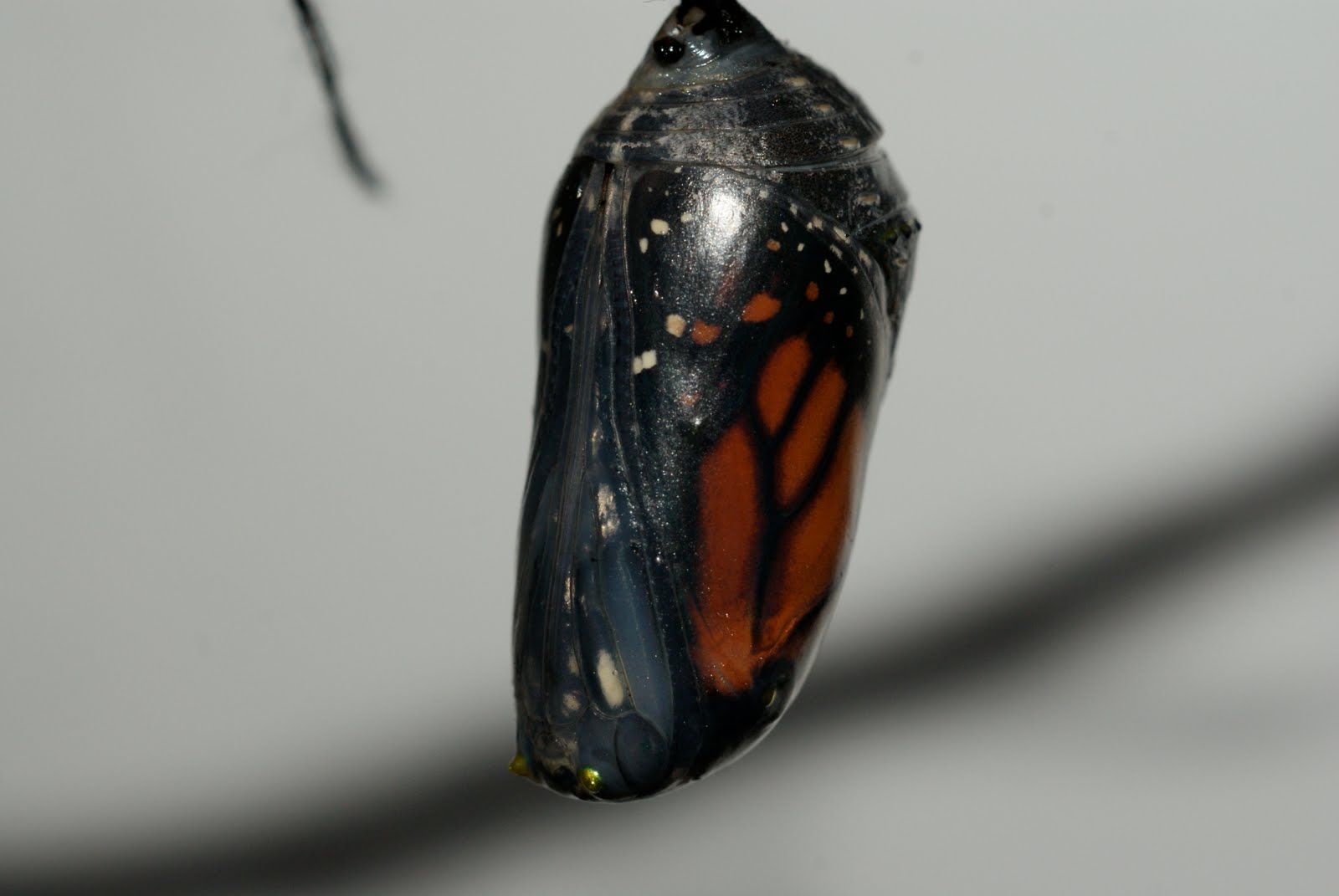 A Monarch Butterfly's Journey, 2010 The chrysalis