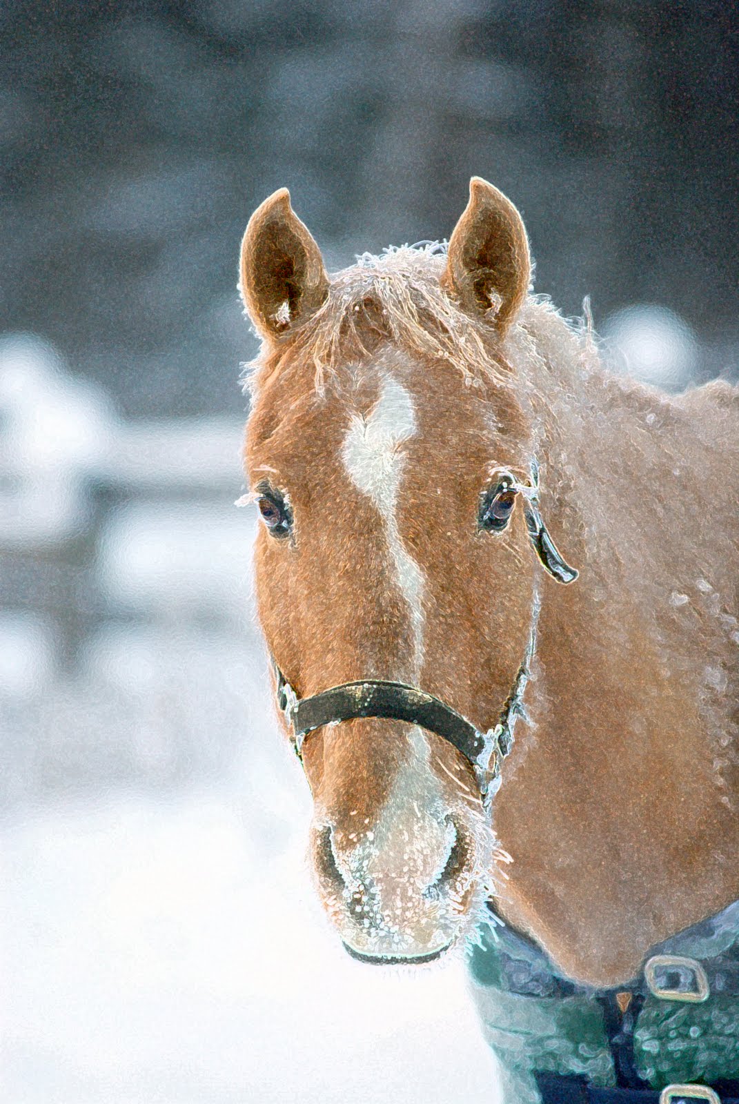 Nature Works Photography Winter and horses