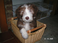 Dobby als puppy
