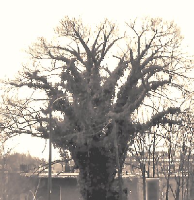 Lynching Tree Today