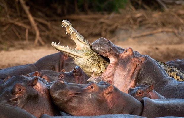 Crocodile caught and eaten by a hippopotamus herd in a river. 