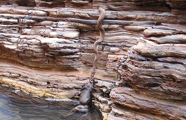walleroo being lifted up a cliff by a giant python snake