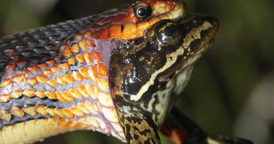 Jimmy Jangles presents: The Optimus Prime Experiment: Snakes eating animals