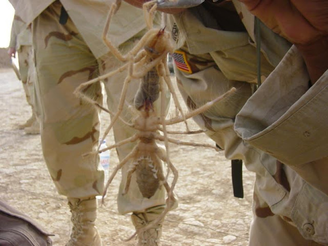 camel spider eating soldier