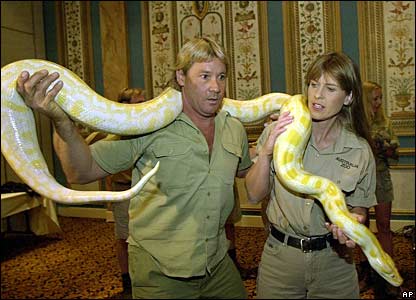 steve and terri irwin with a giant anaconda