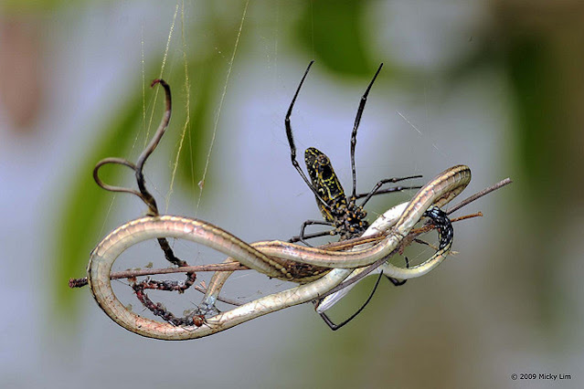 spider eating a snake grass snake caught by a spider