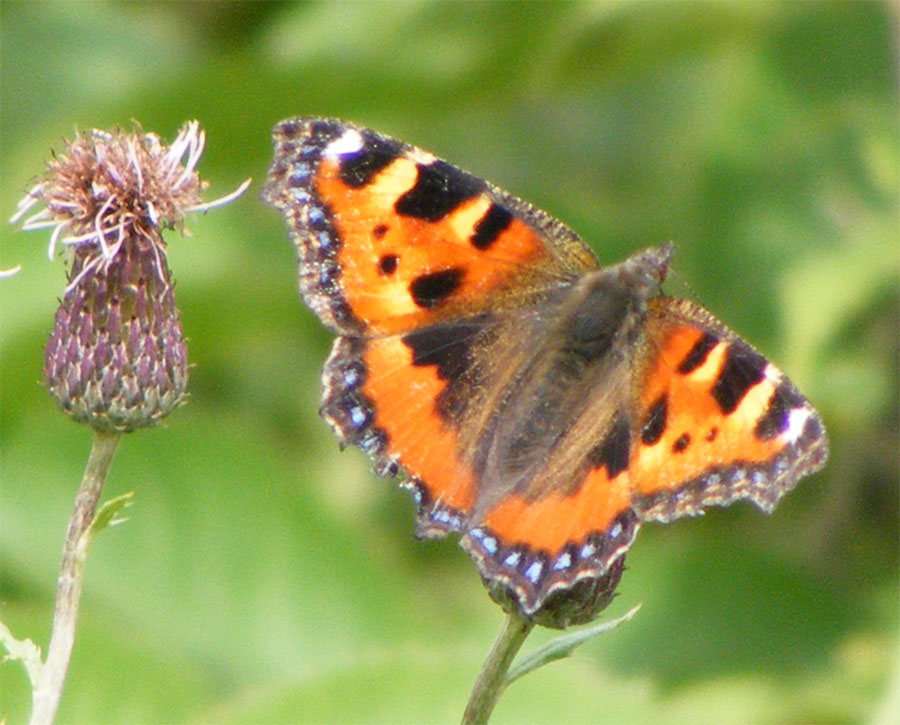 [Small-tortoishell.jpg]