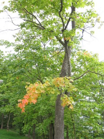 [IMG_0007-725596.JPG]