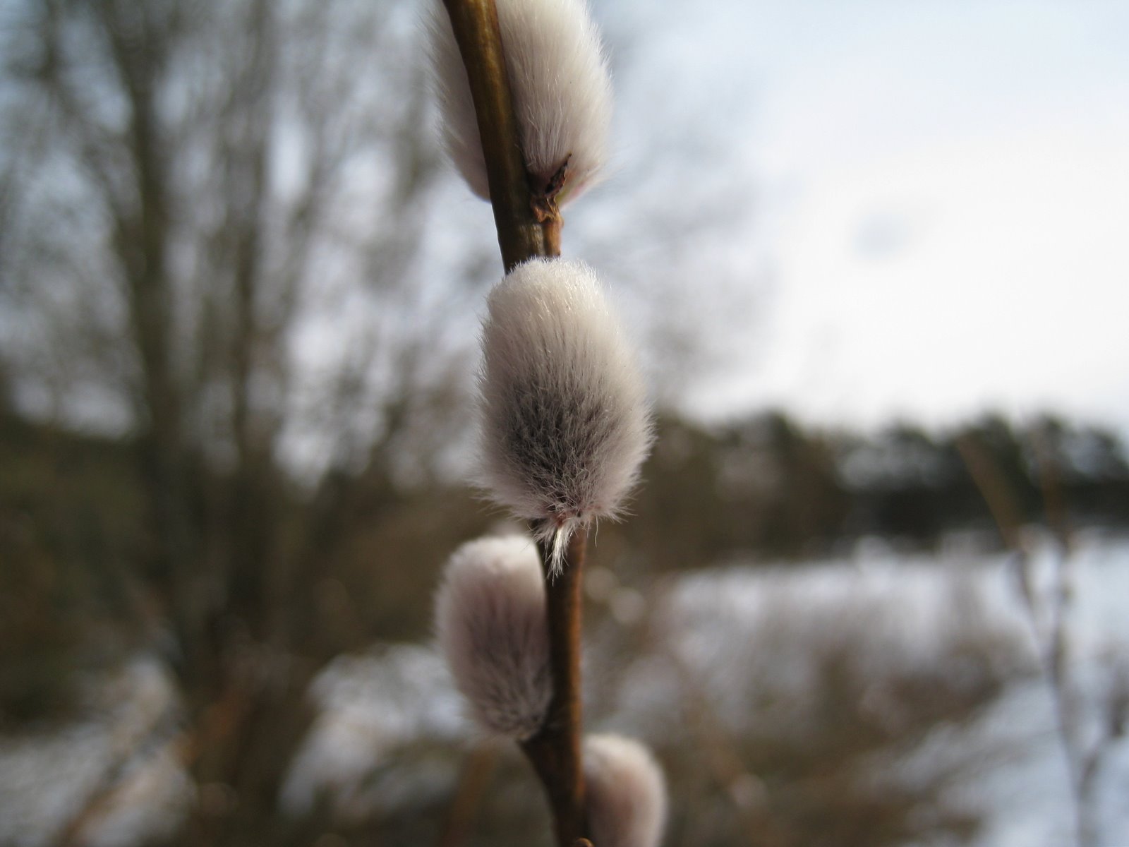 [IMG_1521-746131.JPG]