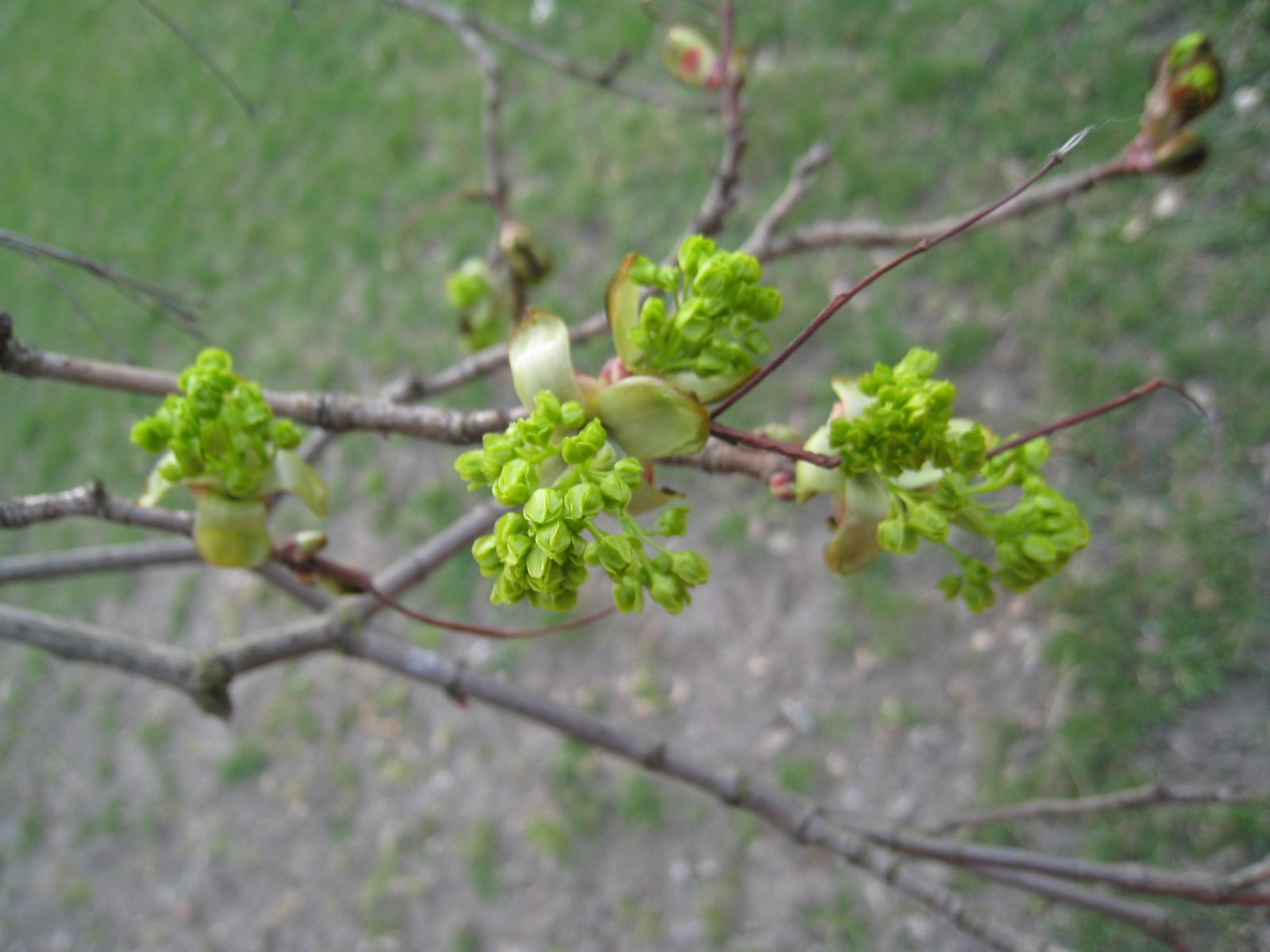[IMG_2238-765775.JPG]