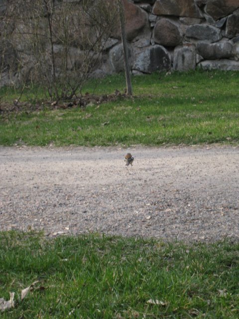 [IMG_2254-727190.JPG]