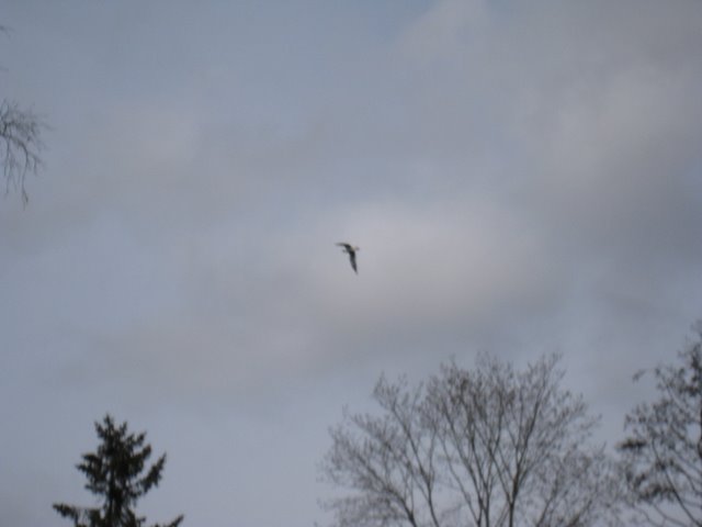 [IMG_2292-756526.JPG]