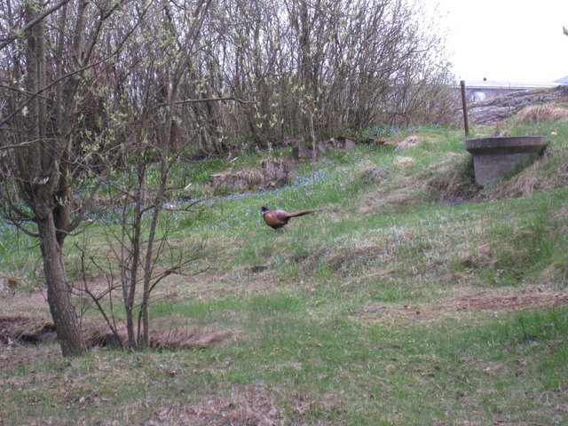 [IMG_2357-711845.JPG]