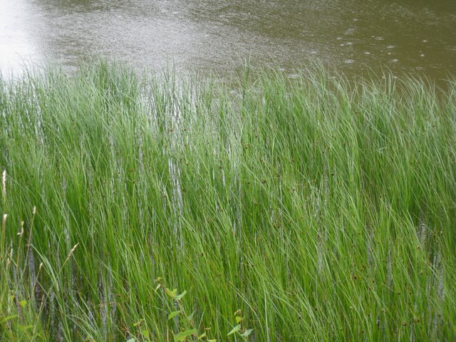 [IMG_2976-704973.JPG]