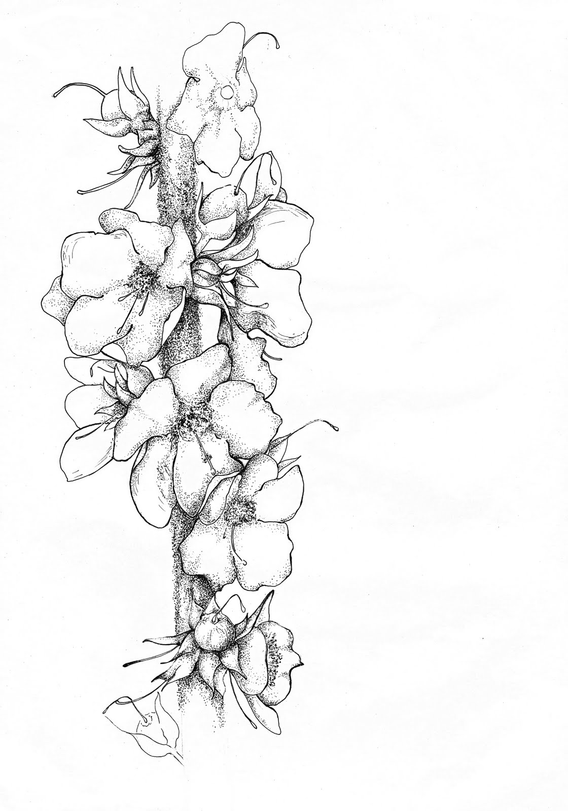 Pagina Para Colorear Blanco Negro Dibujo Flores Aves Del Hermoso