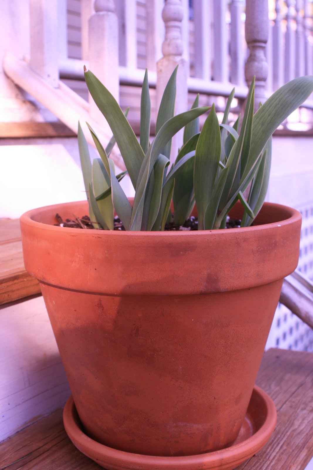 Sign of Spring #2nearly budding tulips that my ever so thoughtful 