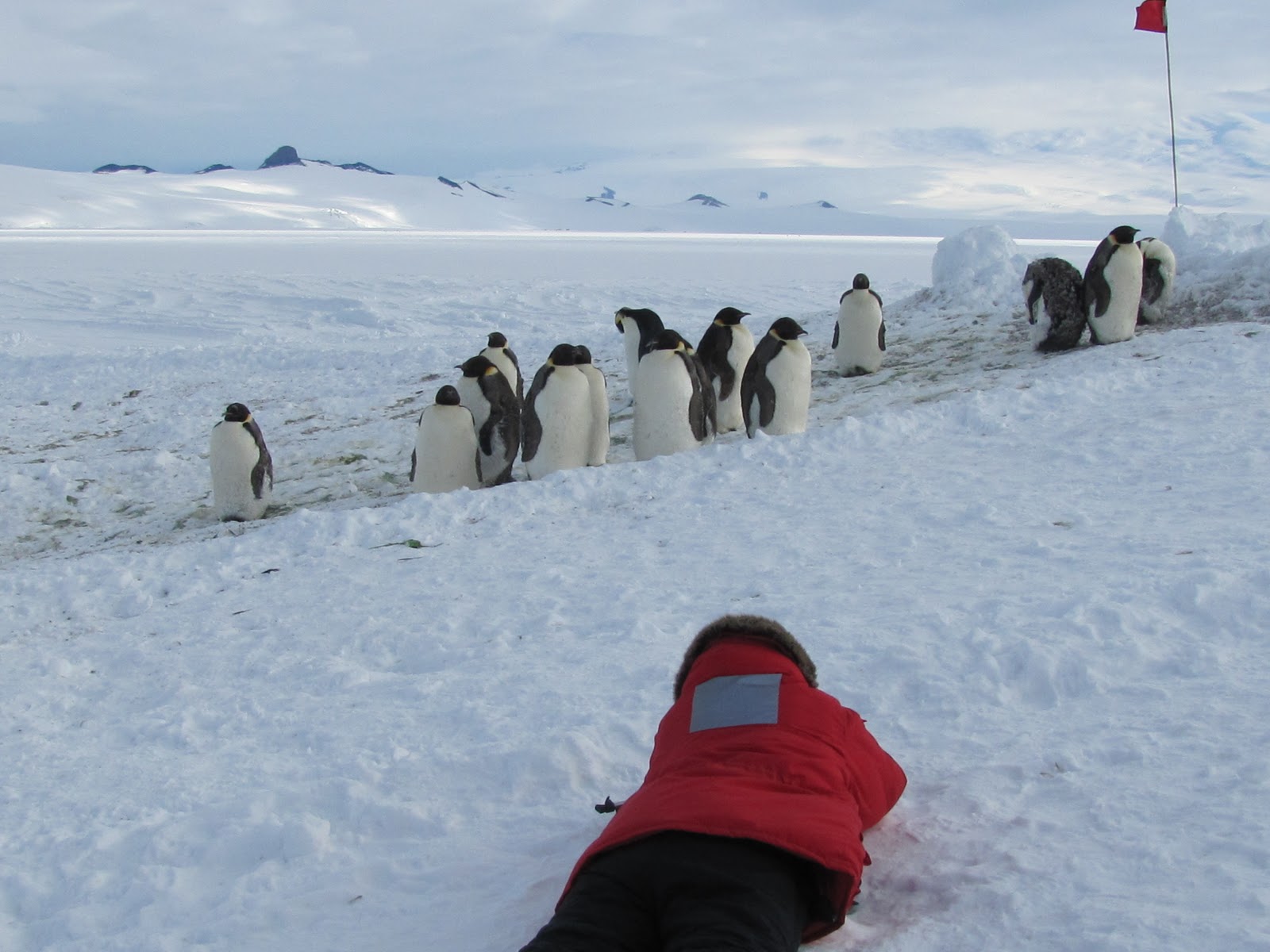 Cold dry and far south 3 february penguins most artful