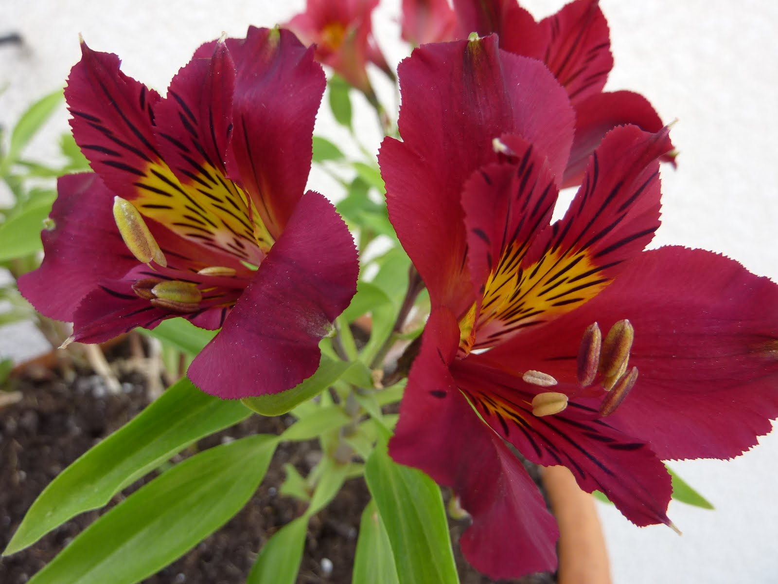 DE TOUT ET DE RIEN . La fleur du jour du jardin..