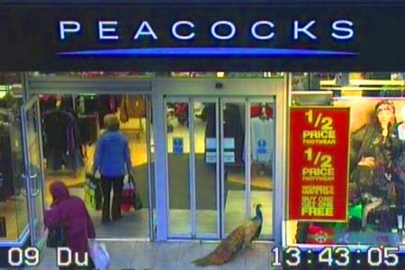 [peacock+shops+at+peacocks+dunfermline.jpg]