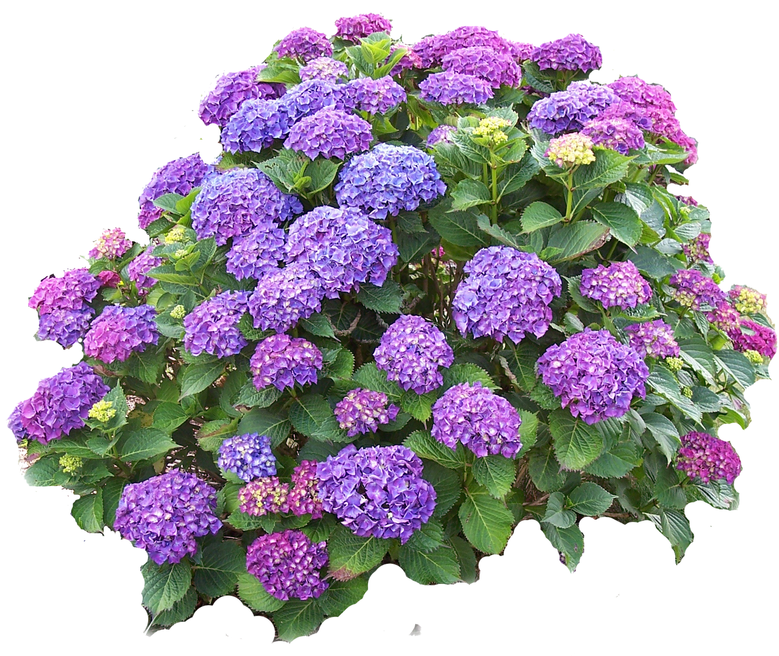 [hydrangea_bush_png.png]