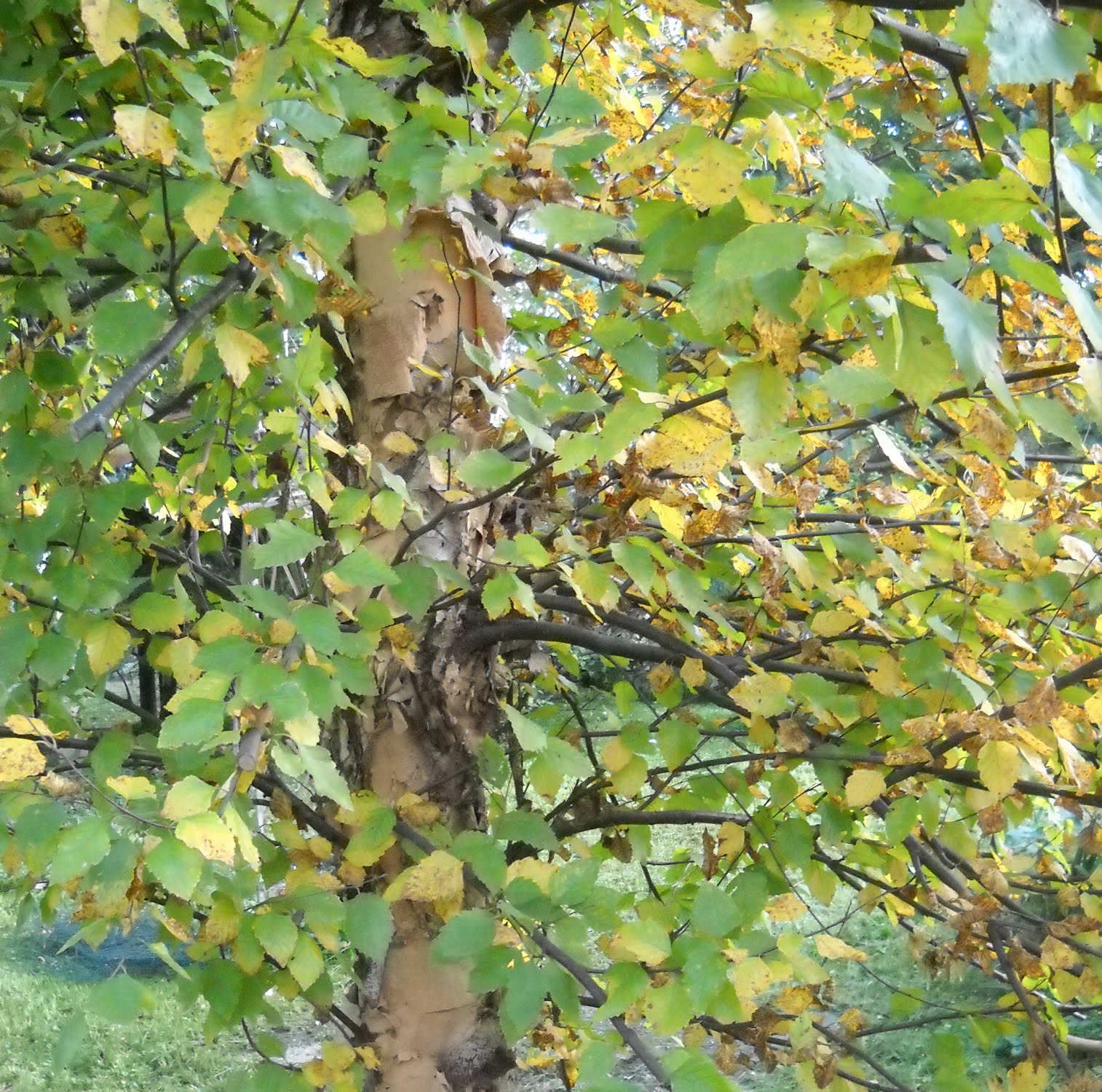 Larry's Creative Zone: Rust and green day.......