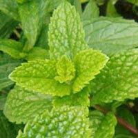 Peppermint plant picture