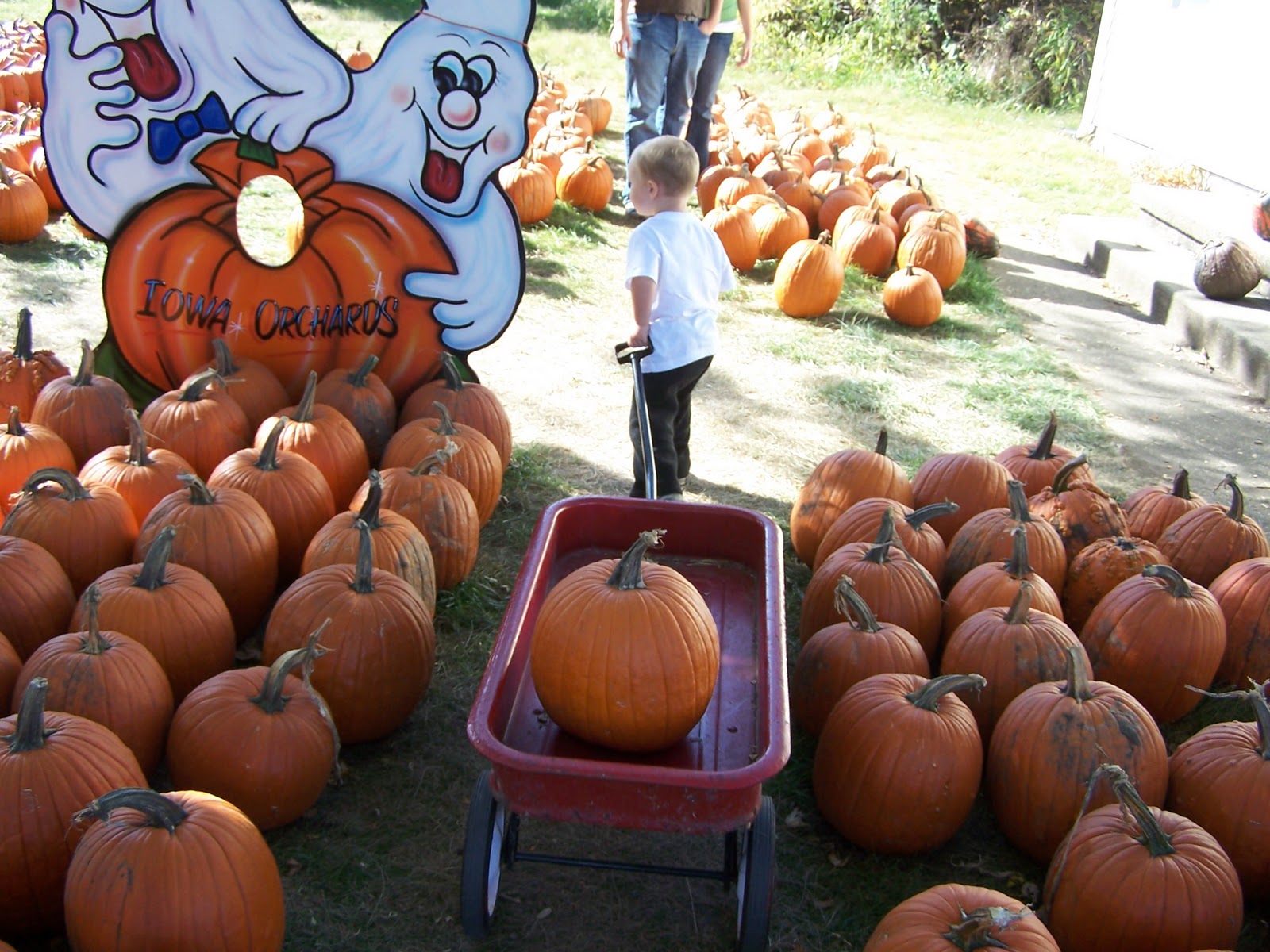 Devon Love Mau II Pumpkin Patches and Happy Halloween!